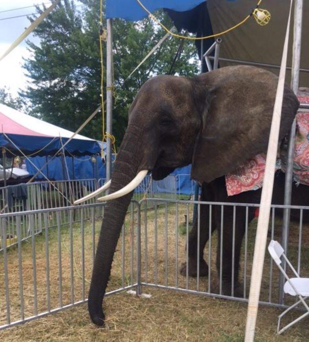 Elephant at Mermaid Festival sparks controversy in North Webster News